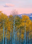 FotoTAPETA na flizelinie 5066-4 Birches and Mountains