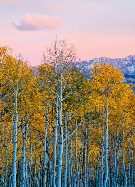 Fototapeta na flizelinie 5066-2V-1 Birches and Mountains
