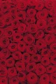 Fototapeta 4-077 Roses   