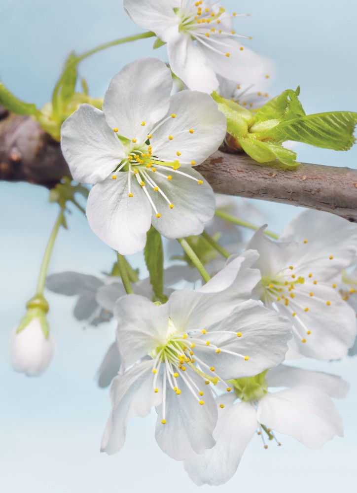  Fototapeta XXL2-033 Blossom 