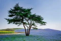 Fototapeta na flizelinie 5034-4V-1 Tree in Blue Flower Field in Japan