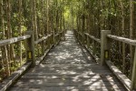 FotoTAPETA na flizelinie MS-5-0059 MANGROVE FOREST