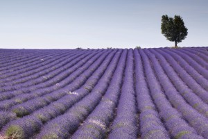 FotoTAPETA na flizelinie MS-5-0088 LAVENDER FIELD