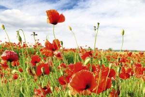 FotoTAPETA na flizelinie MS-5-0090 RED POPPIES