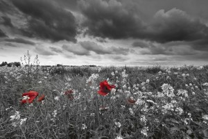 FotoTAPETA na flizelinie MS-5-0091 POPPIES IN BLACK AND WHITE