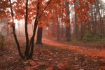 FotoTAPETA na flizelinie MS-5-0095 MISTY FOREST