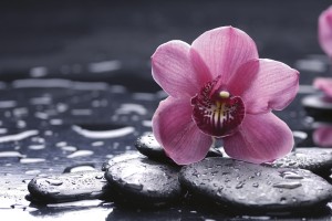 FotoTAPETA na flizelinie MS-5-0120 ORCHID