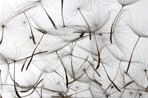 FotoTAPETA na flizelinie MS-5-0122 DANDELION SEEDS