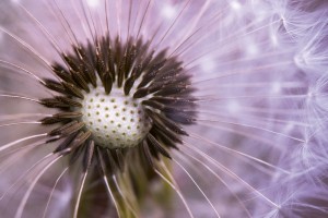 FotoTAPETA na flizelinie MS-5-0124 DANDELION