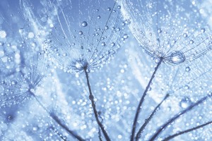 FotoTAPETA na flizelinie MS-5-0125 DANDELION WITH WATER DROPS
