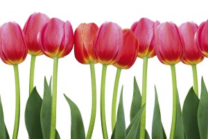 FotoTAPETA na flizelinie MS-5-0126 BED OF TULIPS