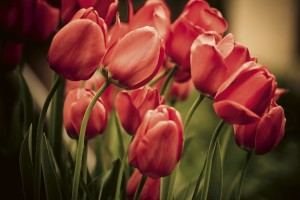 FotoTAPETA na flizelinie MS-5-0128 RED TULIPS