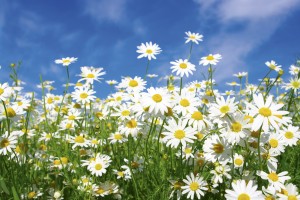 FotoTAPETA na flizelinie MS-5-0135 DAISIES