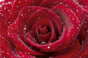 FotoTAPETA na flizelinie MS-5-0138 RED ROSE