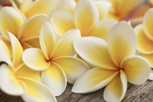 FotoTAPETA na flizelinie MS-5-0140 PLUMERIA