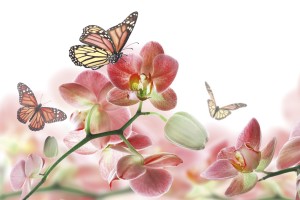 FotoTAPETA na flizelinie MS-5-0146 ORCHIDS AND BUTTERFLY