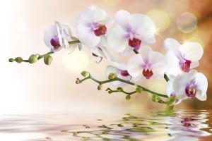 FotoTAPETA na flizelinie MS-5-0147 WHITE ORCHID