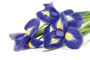 FotoTAPETA na flizelinie MS-5-0149 IRIS