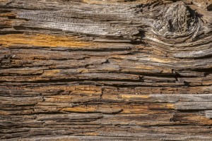 FotoTAPETA na flizelinie MS-5-0159 TREE BARK