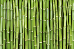 FotoTAPETA na flizelinie MS-5-0165 BAMBOO