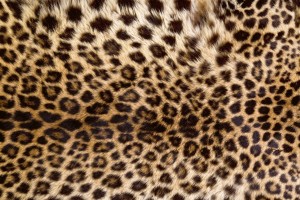 FotoTAPETA na flizelinie MS-5-0184 LEOPARD SKIN