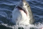 FotoTAPETA na flizelinie MS-5-0217 SHARK