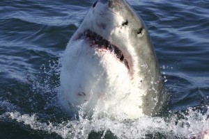 FotoTAPETA na flizelinie MS-5-0217 SHARK