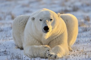 FotoTAPETA na flizelinie MS-5-0220 BEAR