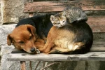 FotoTAPETA na flizelinie MS-5-0221 CAT AND DOG