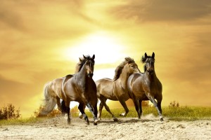 FotoTAPETA na flizelinie MS-5-0227 HORSES IN SUNSET
