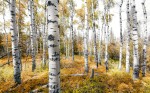 FotoTAPETA na flizelinie SHX9-015 Colorful Aspenwoods