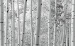 FotoTAPETA na flizelinie SHX9-030 Espenwald