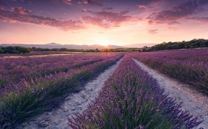 FotoTAPETA na flizelinie SHX9-052 Lavender Dream