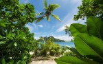 FotoTAPETA na flizelinie SHX9-106 Cast Away Jungle