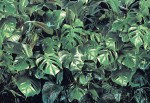 FotoTAPETA 8-333 VERDURE MONSTERA