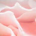 8-976_Spring-Roses_A2.jpg