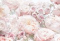 8-976_spring-roses_ma.jpg