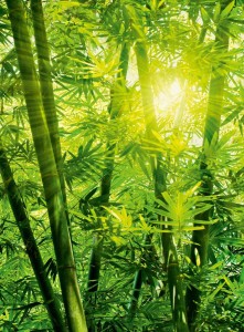 FotoTAPETA flizelinowa 5403-4 Bamboo Forest