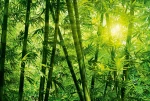 FotoTAPETA flizelinowa 5403-8 Bamboo Forest