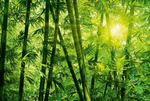 FotoTAPETA flizelinowa 5403-8 Bamboo Forest