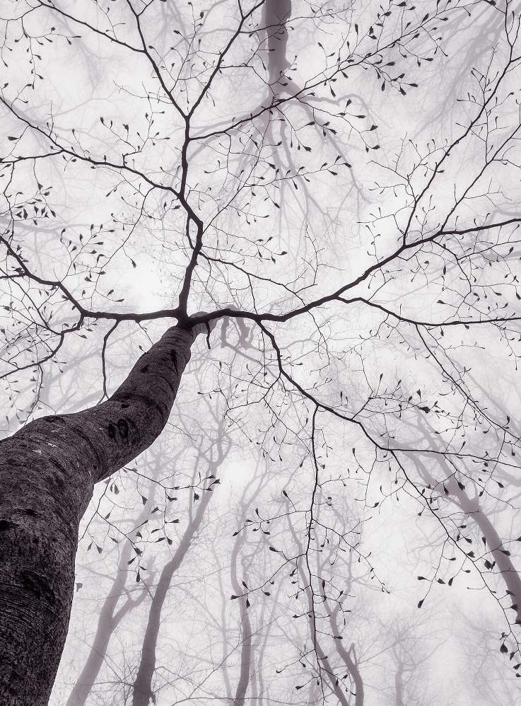 Fototapeta Flizelinowa 5413-4 Inside the Trees
