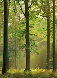 FotoTAPETA Flizelinowa 5419-4 Autumn Forest
