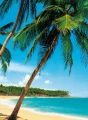 Fototapeta Flizelinowa 5421-4 Ile Tropicale