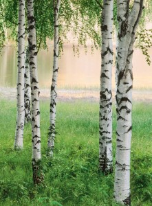FotoTAPETA Flizelinowa 5424-4 Nordic Forest