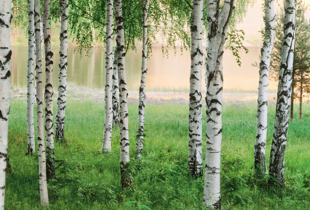 Fototapeta Flizelinowa 5424-4 Nordic Forest