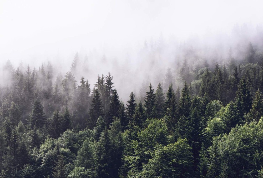 Fototapeta flizelinowa 5433-8 Foggy Forest