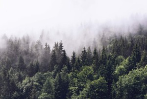 FotoTAPETA flizelinowa 5433-8 Foggy Forest las we mgle