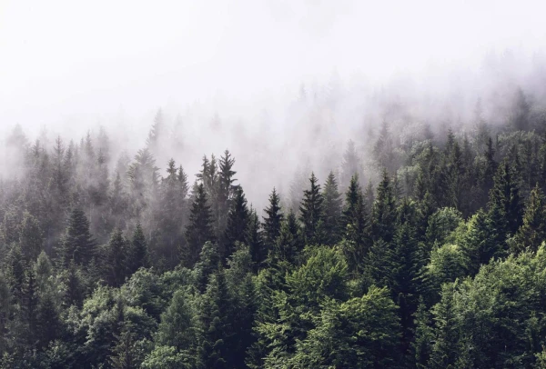 Fototapeta flizelinowa 5433-8 Foggy Forest