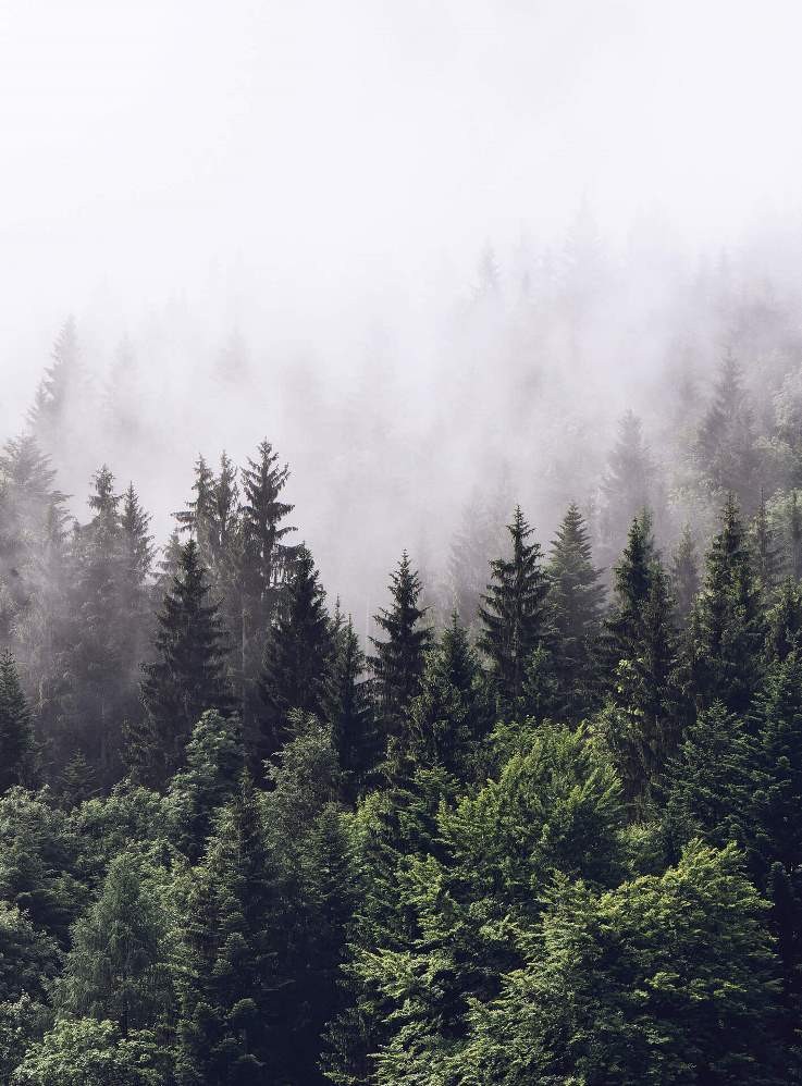 Fototapeta Flizelinowa 5433-4 Foggy Forest