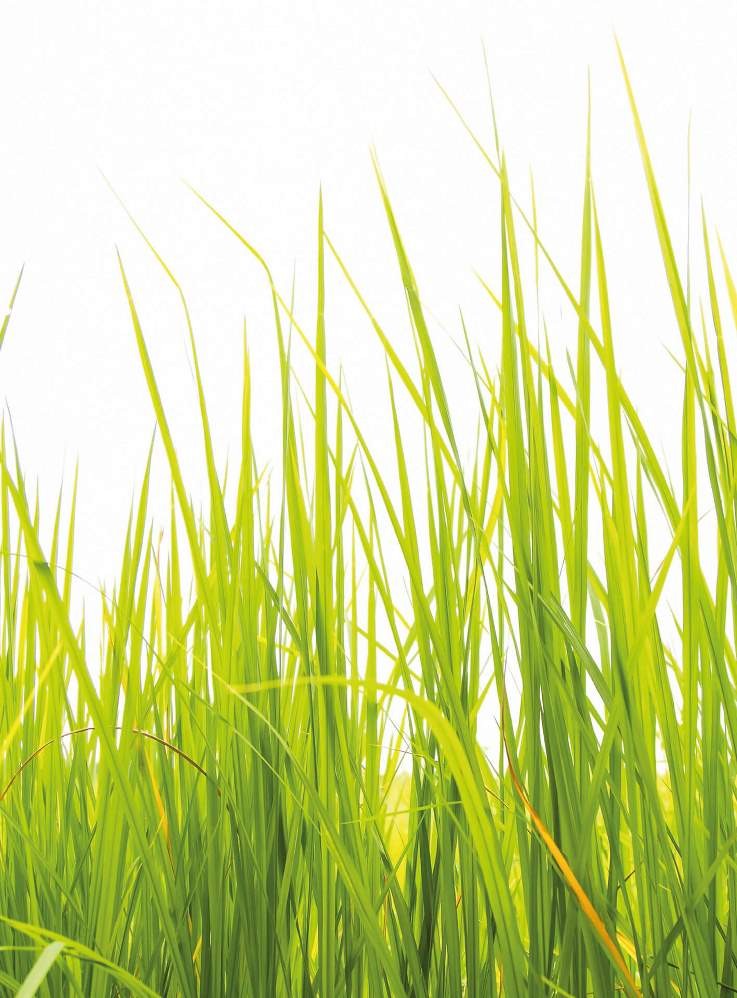 Fototapeta Flizelinowa 5447-4 High Grass